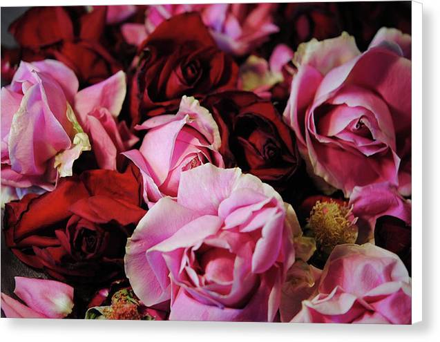 Red and Pink Rose Heads - Canvas Print