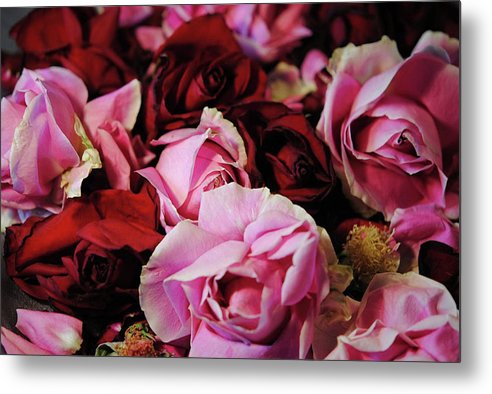 Red and Pink Rose Heads - Metal Print