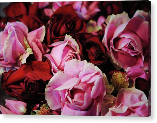 Red and Pink Rose Heads - Acrylic Print