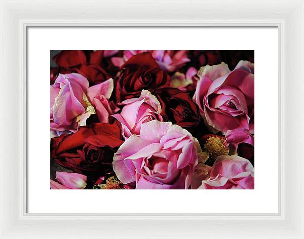 Red and Pink Rose Heads - Framed Print