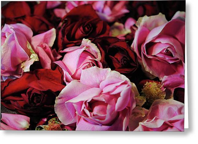 Red and Pink Rose Heads - Greeting Card