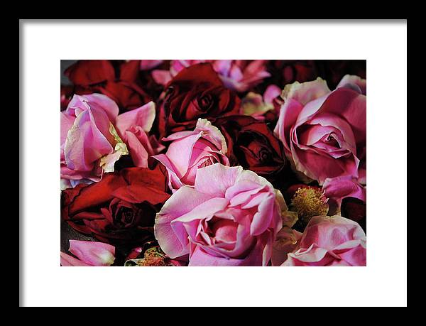 Red and Pink Rose Heads - Framed Print