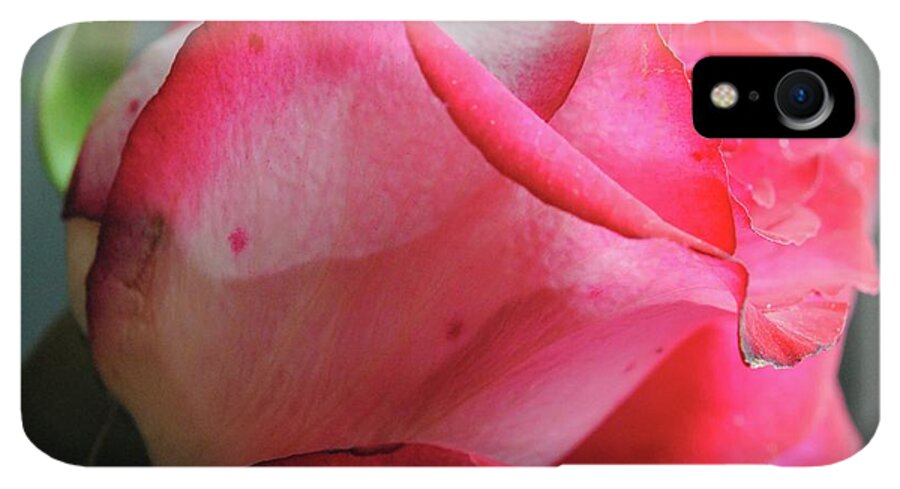 Red and White Rose in Soft Light - Phone Case