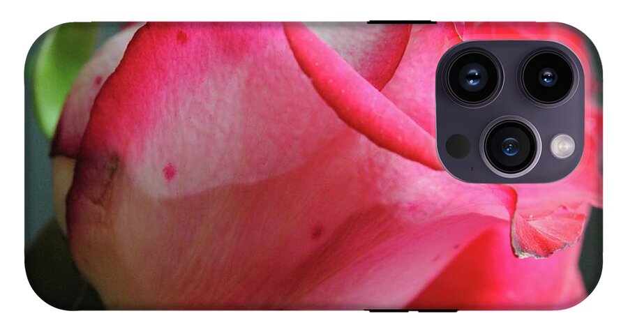 Red and White Rose in Soft Light - Phone Case