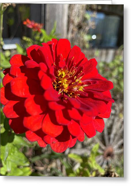 Red Flower In Autumn - Greeting Card
