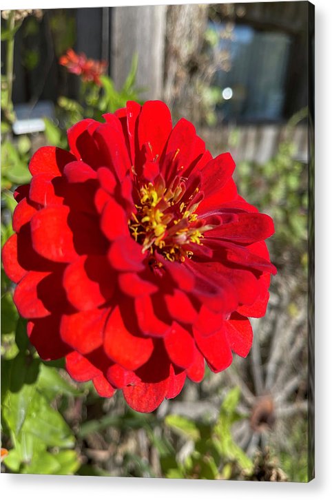 Red Flower In Autumn - Acrylic Print