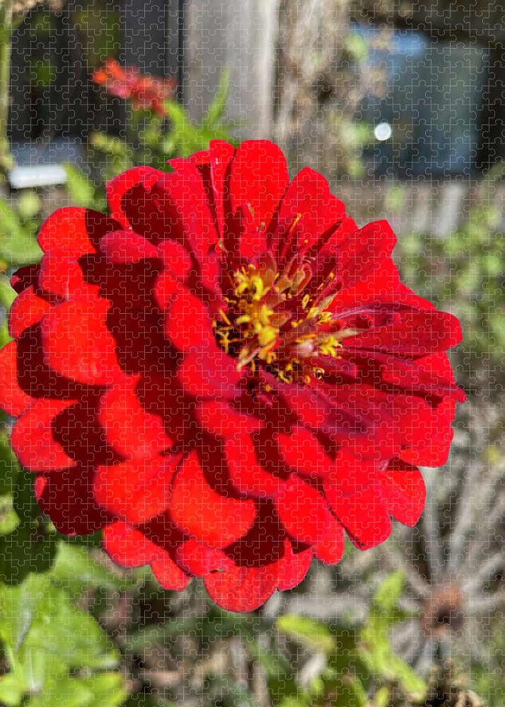 Red Flower In Autumn - Puzzle