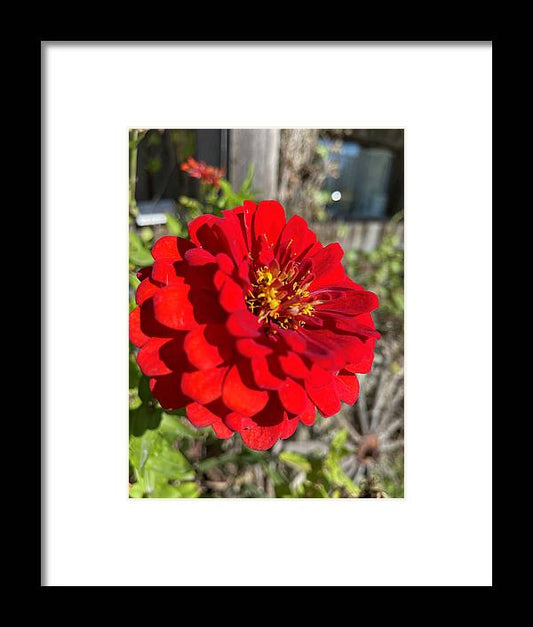 Red Flower In Autumn - Framed Print