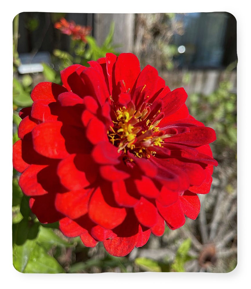 Red Flower In Autumn - Blanket