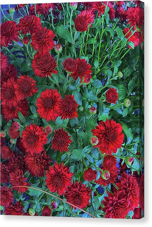 Red Mums - Canvas Print