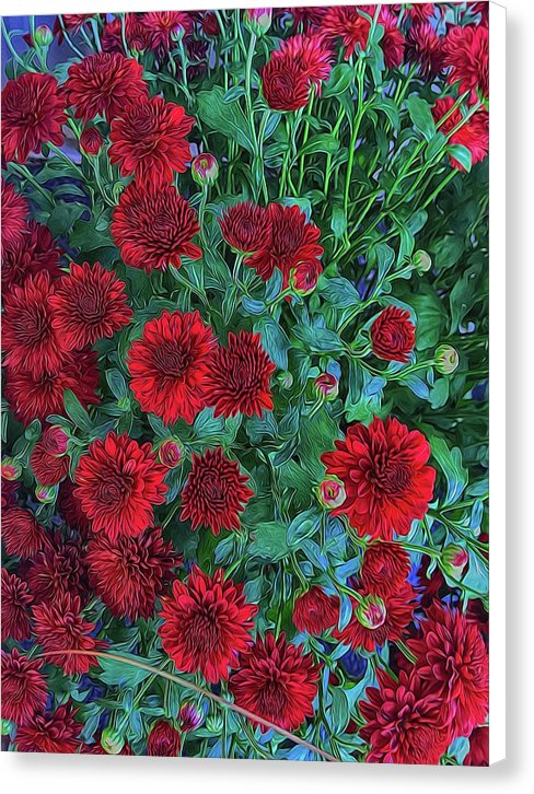 Red Mums - Canvas Print