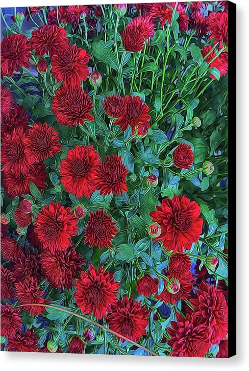 Red Mums - Canvas Print