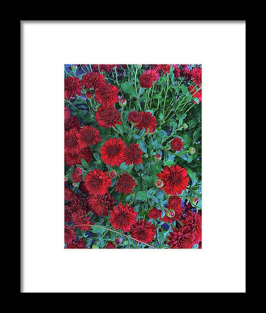 Red Mums - Framed Print