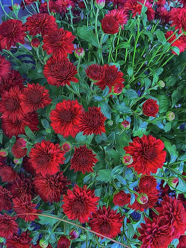 Red Mums - Art Print