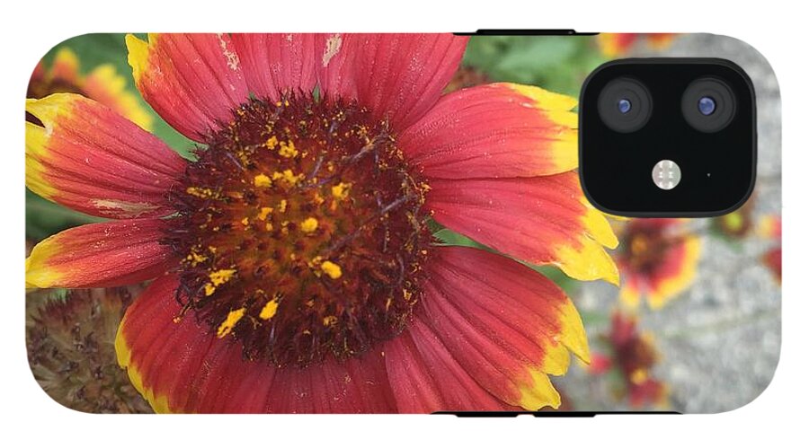 Red Orange Flower With Pollen - Phone Case