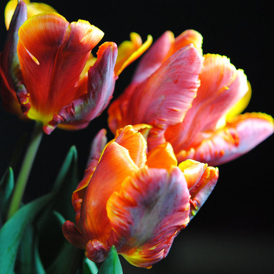 Red and Orange Tulips Digital Image Download