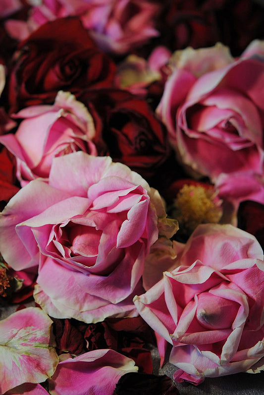 Red and Pink Roses Digital Image Download
