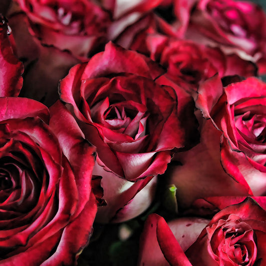 Red and White Rose Bouquet Digital Image Download