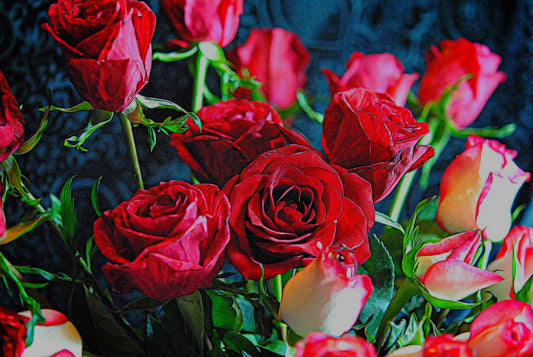 Red and White Roses Collection 3 Digital Image Download