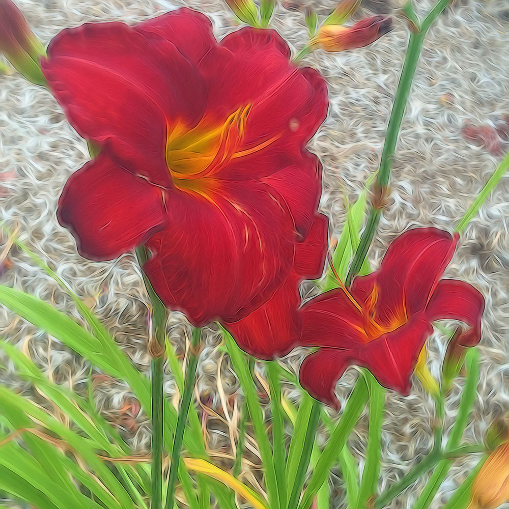 Red Day Lilies Digital Image Download
