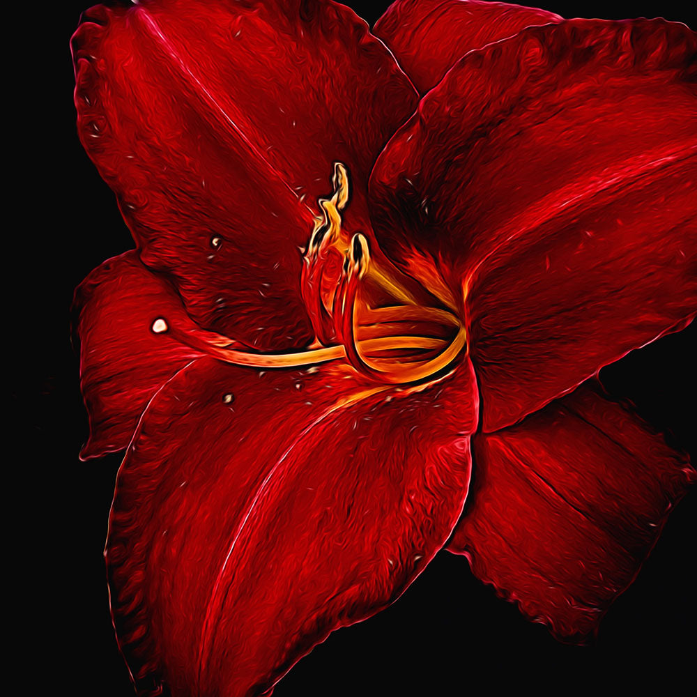 Red Day Lily on Black Digital Image Download