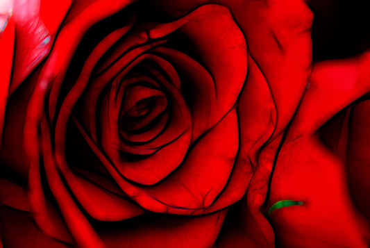 Reddest Rose Digital Image Download