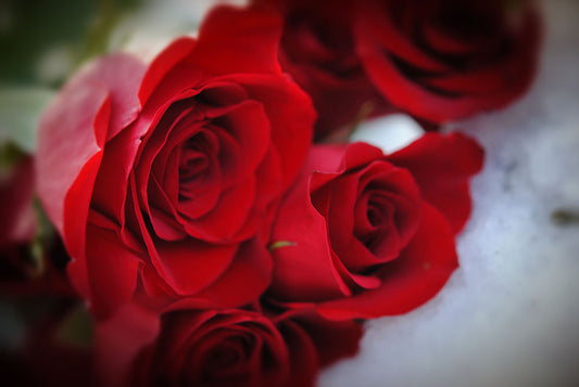 Red Rose Bouquet Digital Image Download