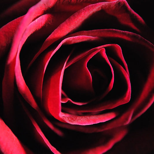 Red Rose In Shadow Digital Image Download