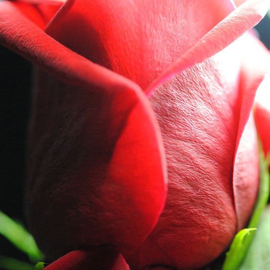 Red Rose In Spotlight Digital Image Download