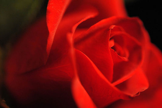 Red Rose With Veins Digital Image Download