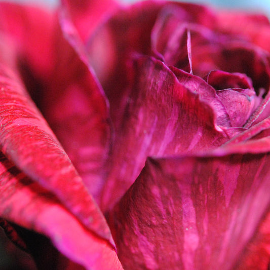 Red Striped Rose Digital Image Download