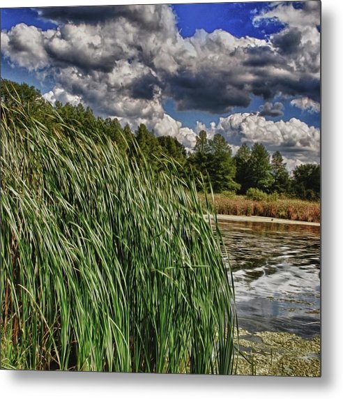 Reeds Along a Campground Lake - Metal Print