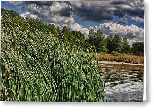 Reeds Along a Campground Lake - Greeting Card