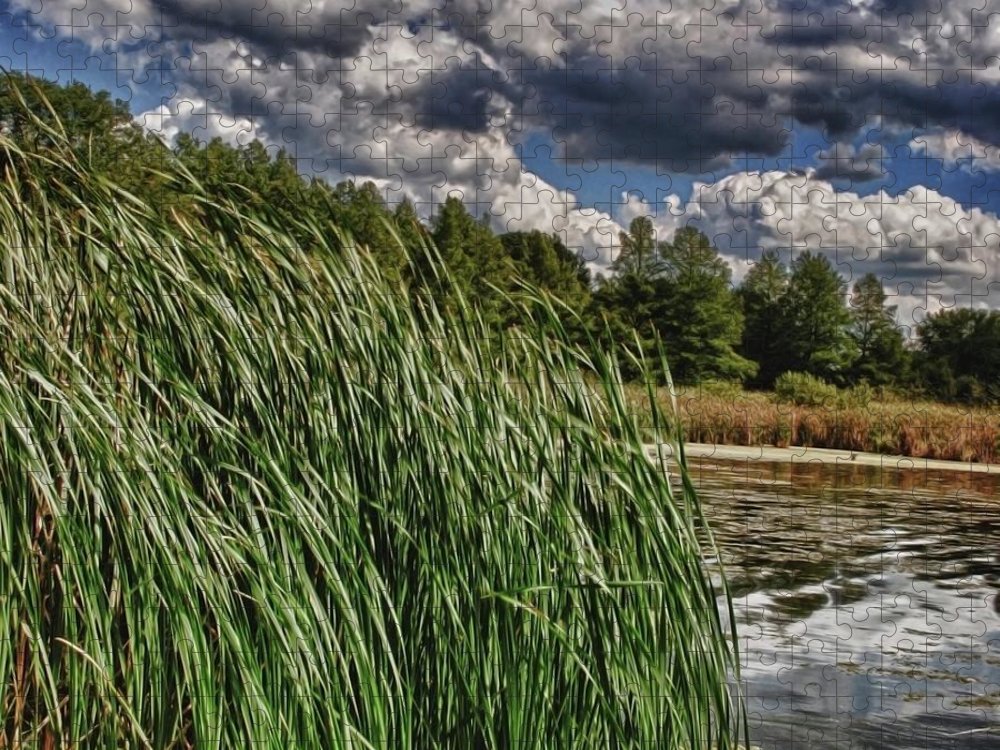 Reeds Along a Campground Lake - Puzzle