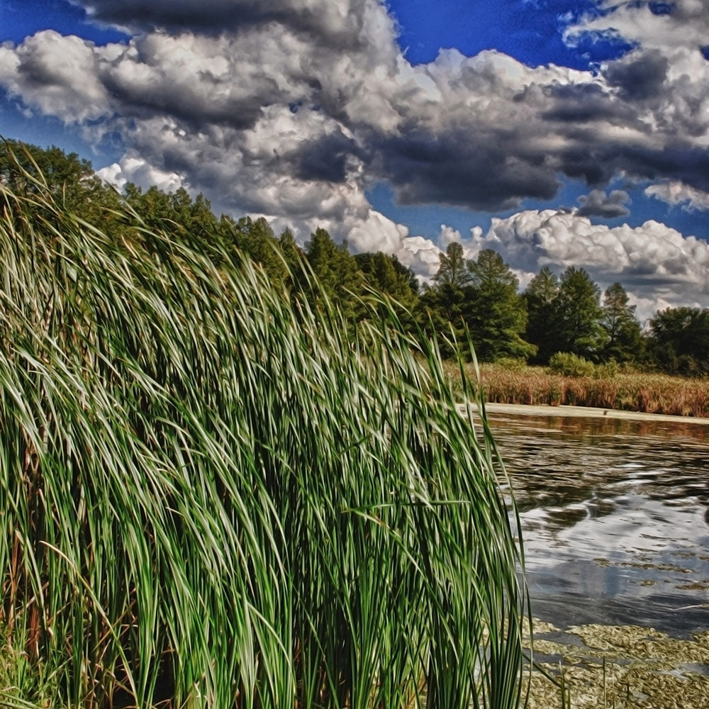 Reeds on a Campground Lake Digital Image Download