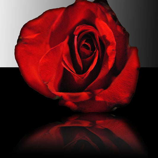 Red Rose Reflection Digital Image Download
