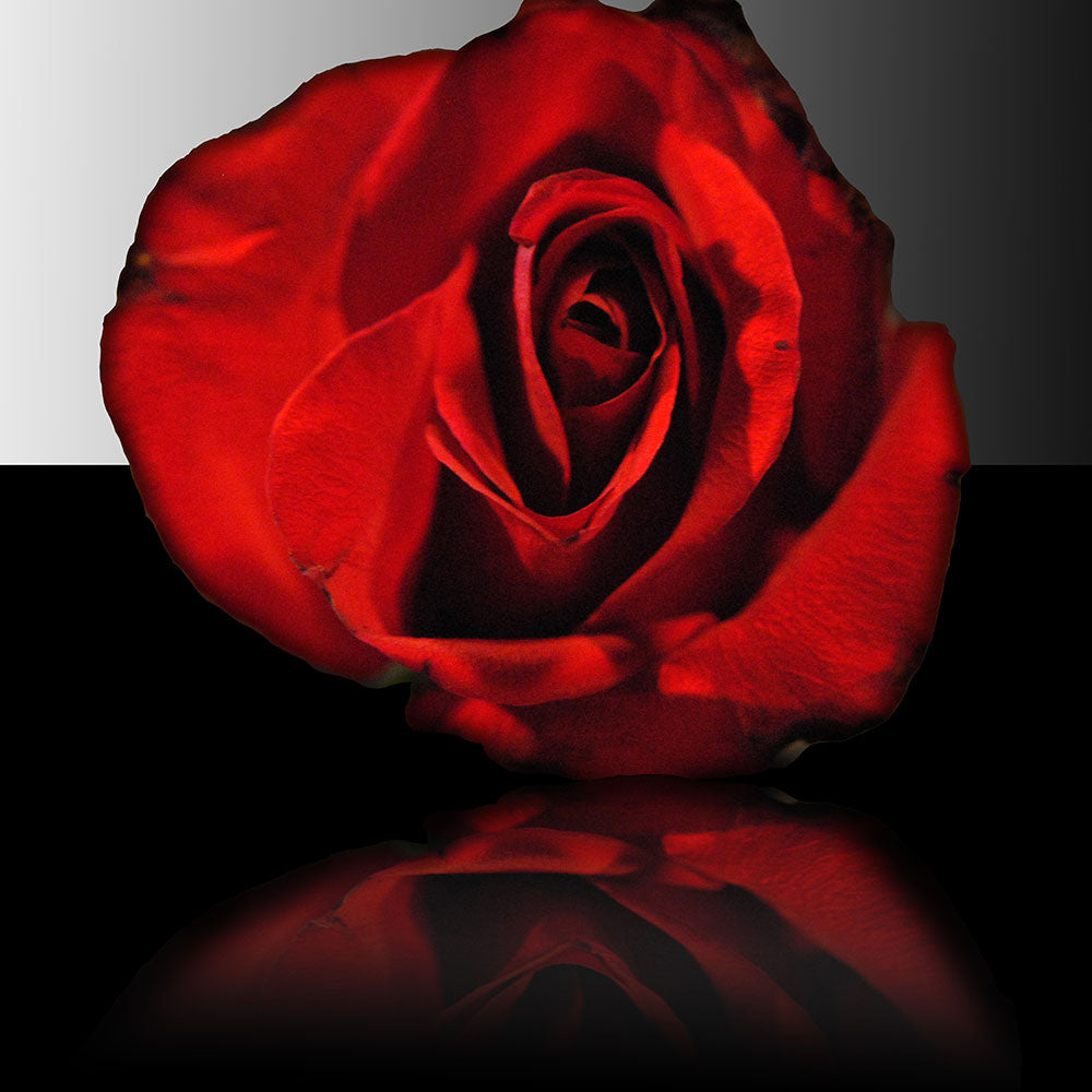 Red Rose Reflection Digital Image Download