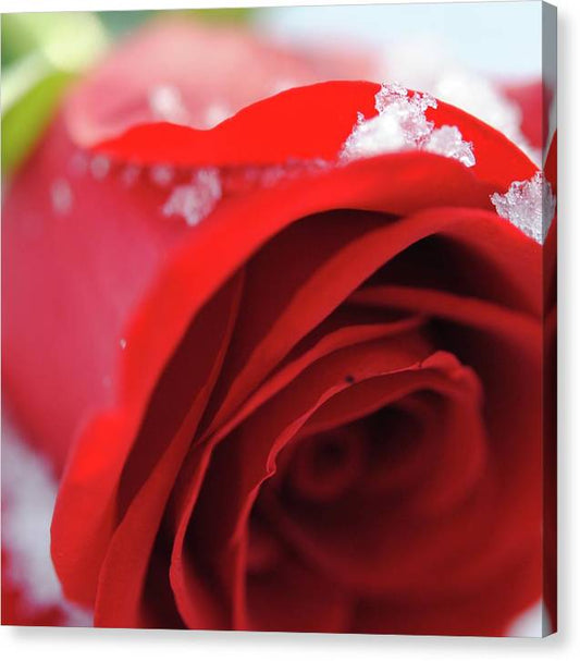 Snow Covered Rose - Canvas Print