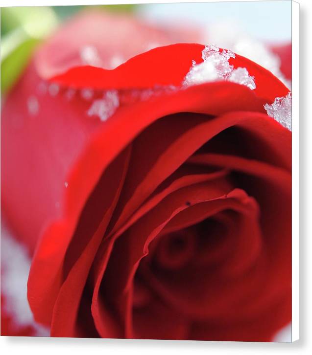 Snow Covered Rose - Canvas Print