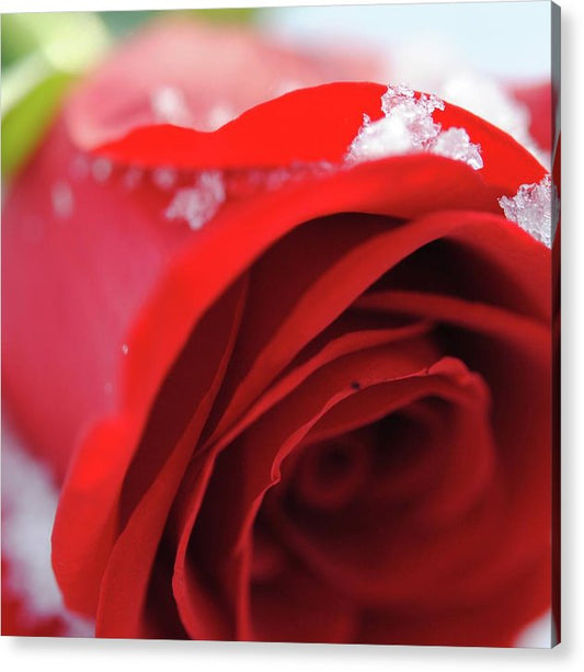 Snow Covered Rose - Acrylic Print