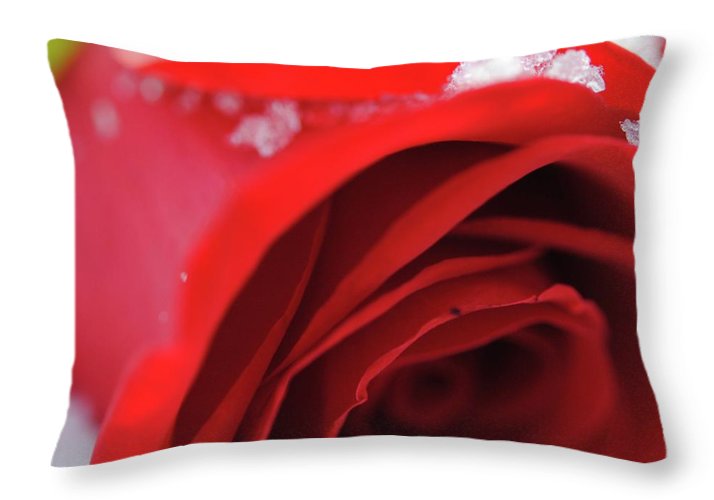 Snow Covered Rose - Throw Pillow