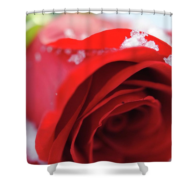 Snow Covered Rose - Shower Curtain