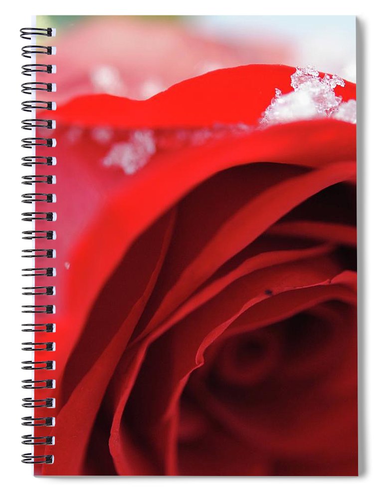 Snow Covered Rose - Spiral Notebook