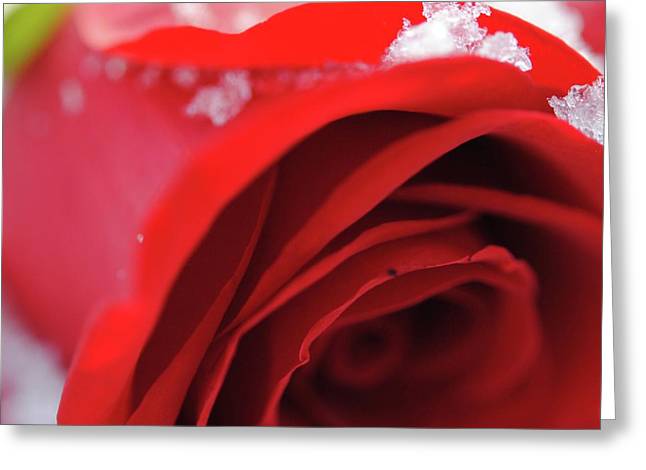 Snow Covered Rose - Greeting Card