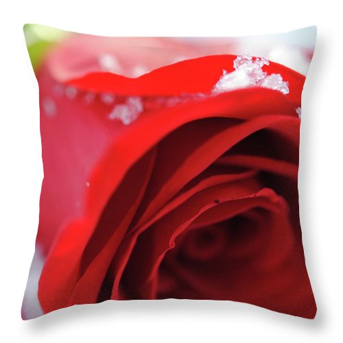 Snow Covered Rose - Throw Pillow