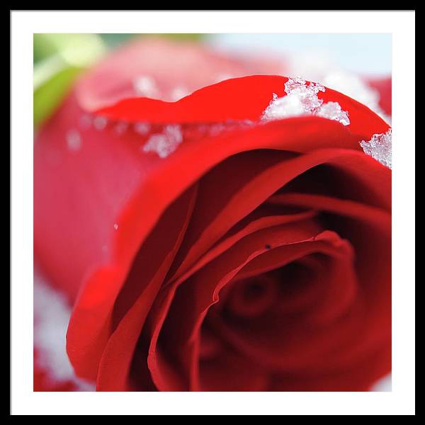 Snow Covered Rose - Framed Print