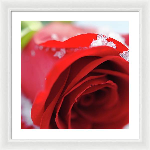Snow Covered Rose - Framed Print