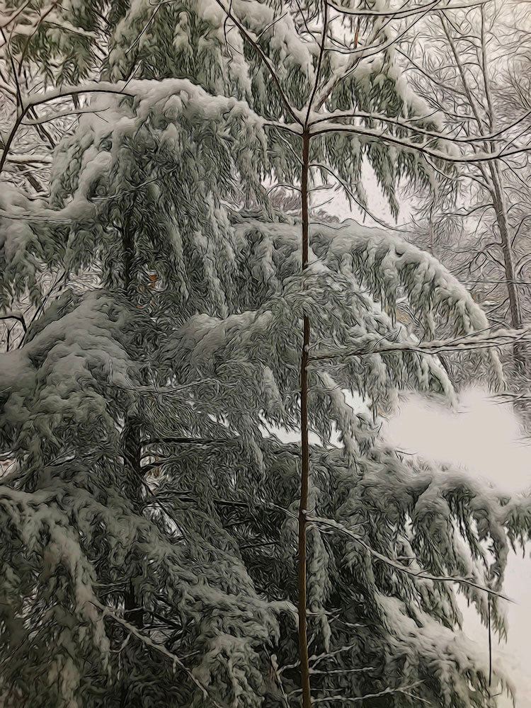 Snow Covered Pine Tree Digital Image Download