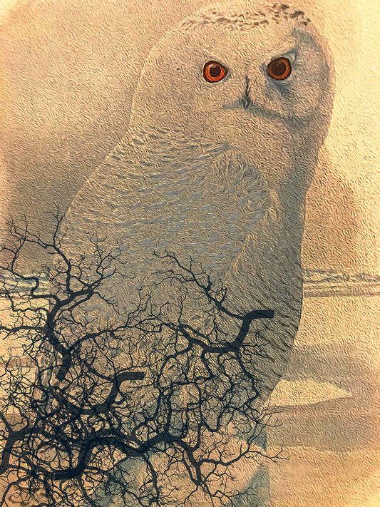 Snowy Owl Digital Image Download