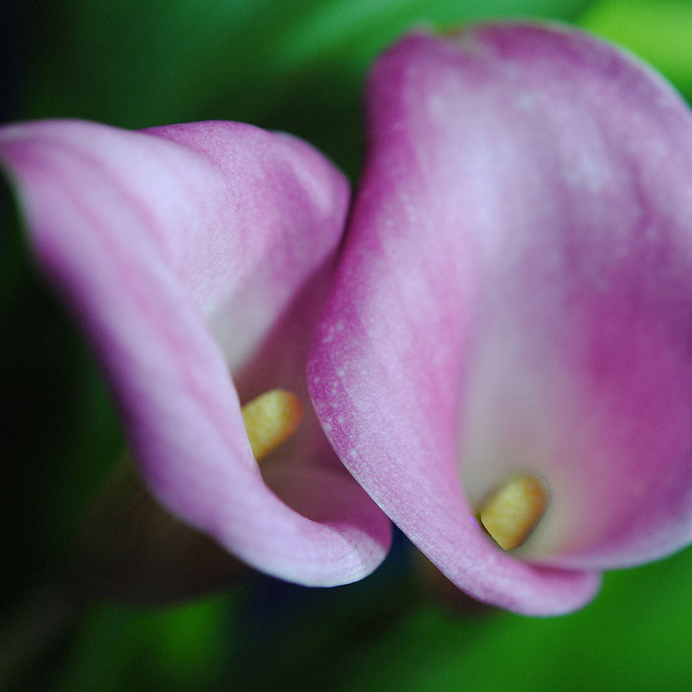 Soft Pink Calla Lilies Digital Image Download